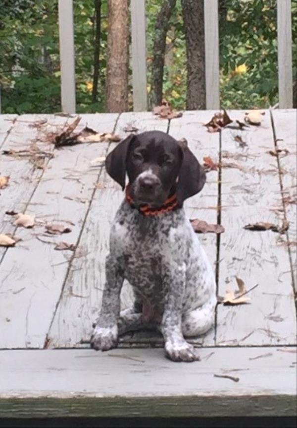/Images/uploads/Southeast German Shorthaired Pointer Rescue/segspcalendarcontest2018/entries/8617thumb.jpg